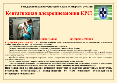 контагиозная плевропневмония КРС памятка